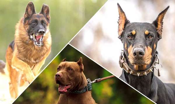 نژاد خاص سگ های سیاستمداران مشهور فاش شد!