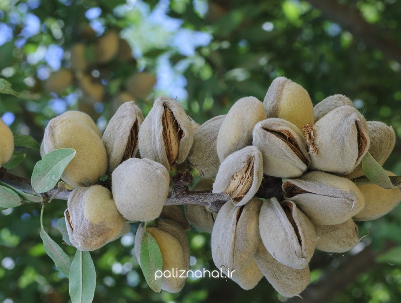 چه زمانی باید عطر خود را عوض کنیم؟!