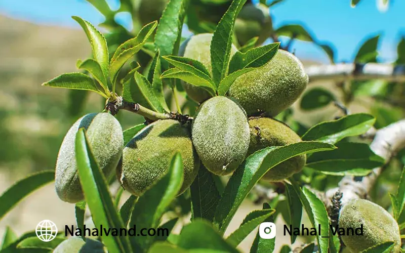 انواع نهال بادام پیوندی