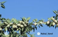 خرید ارقام پرسود نهال بادام از نهالوند؛ با رویکردی هوشمندانه!