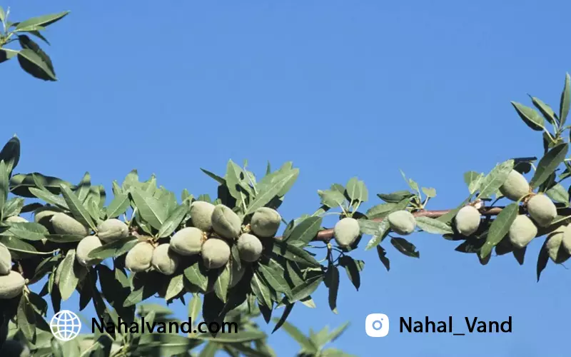 خرید ارقام پرسود نهال بادام از نهالوند؛ با رویکردی هوشمندانه!
