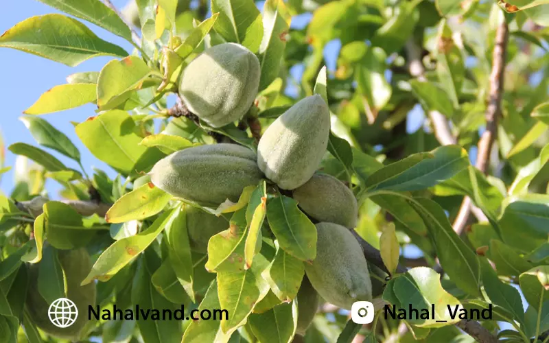 خرید نهال بادام