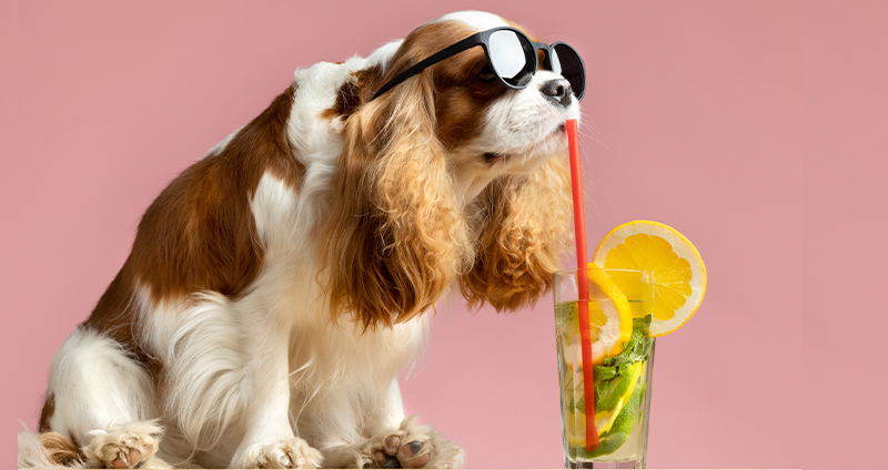 تشویقی سگ و گربه چیست؟ و چرا باید خطرات استفاده بی رویه آن را جدی بگیرید؟