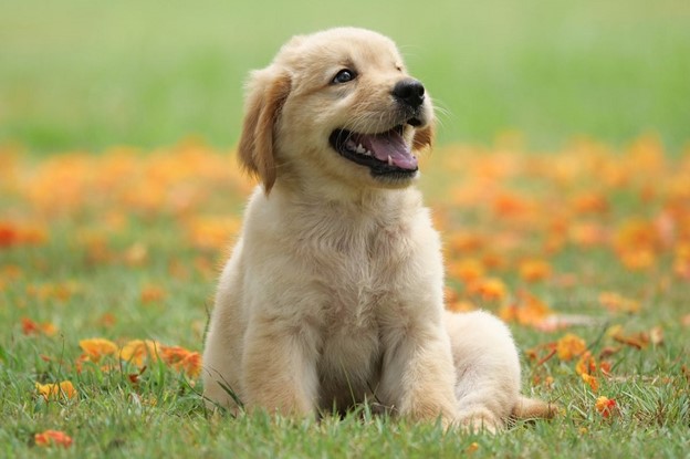 گراف چگونه پروتکلی است و چه کاربردی دارد؟