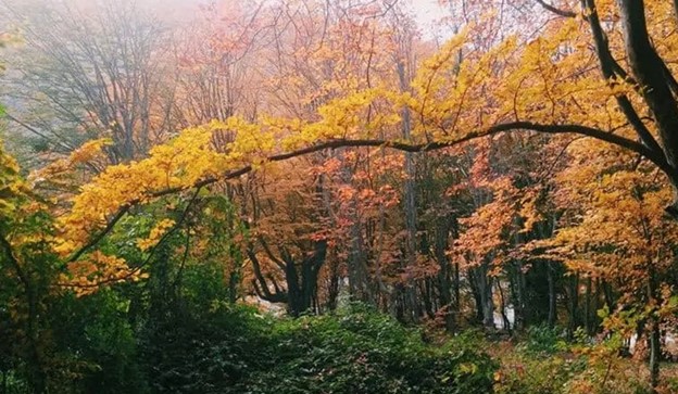 لذت جنگل‌نوردی در پارک جنگلی ناهارخوران گرگان