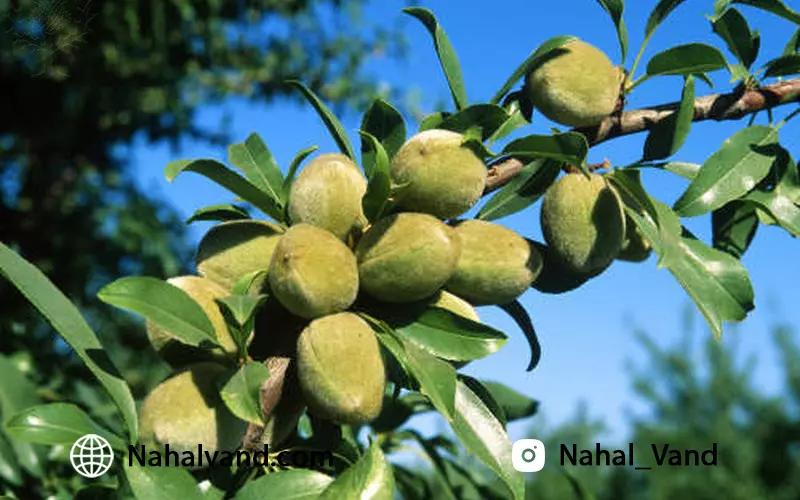 بهترین نهال بادام