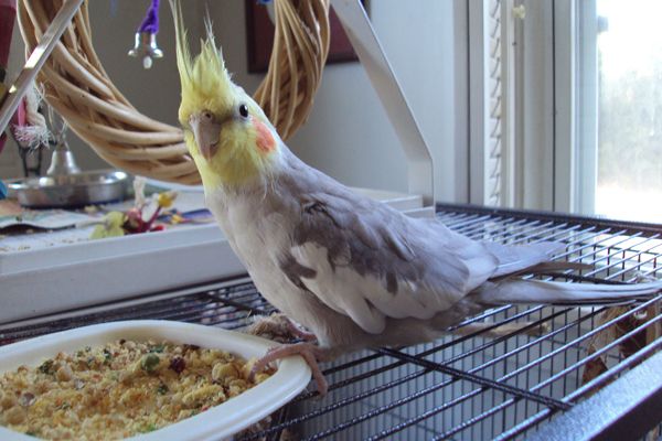 از کدام موادغذایی برای تغذیه و پرورش عروس هلندی استفاده کنیم؟