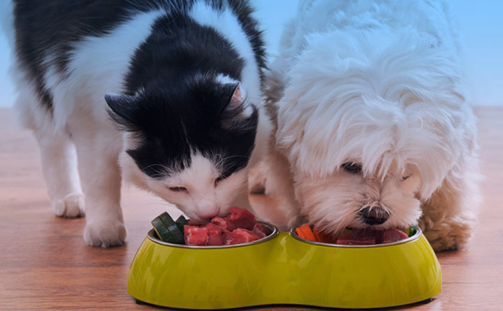 اهمیت تغذیه حیوانات خانگی در حفظ وزن مناسب