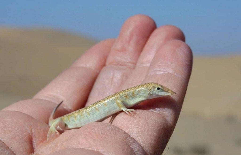 جایگزین ماهی سمنقور