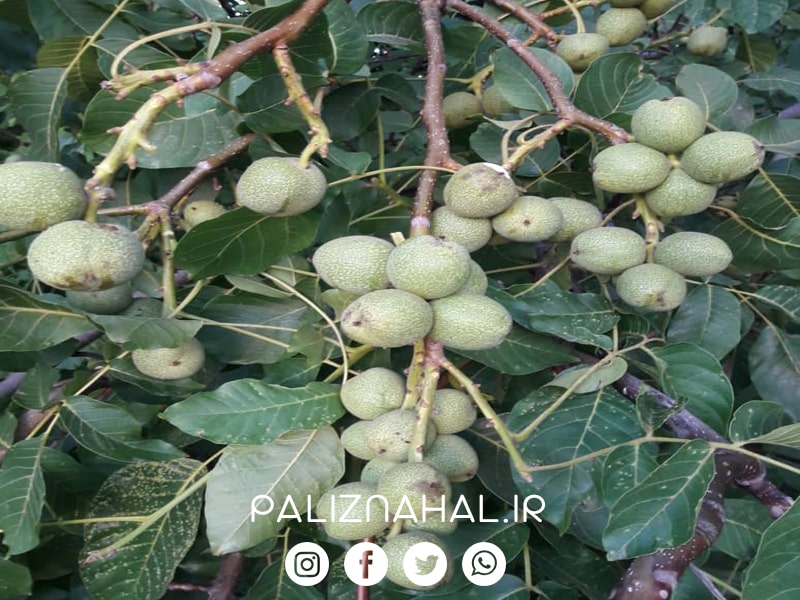 10 دلیل اصلی برای که چرا باید نهال گردو در باغتان بکارید؟
