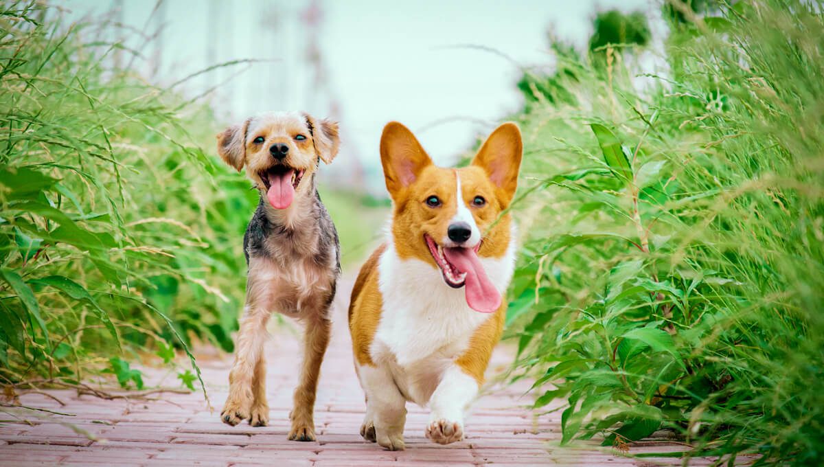 هرمس اپلای؛ هر آنچه که از یک موسسه مهاجرتی انتظار دارید!