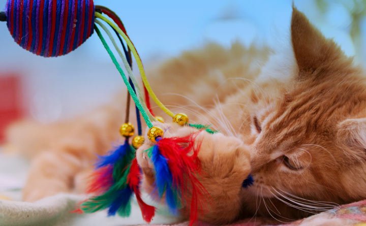 اسباب بازی گربه