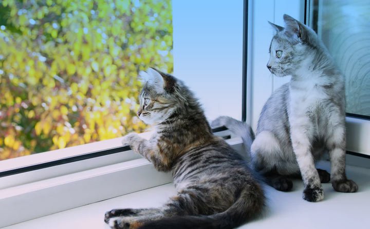 چگونه از گربه در خانه نگهداری کنیم؟