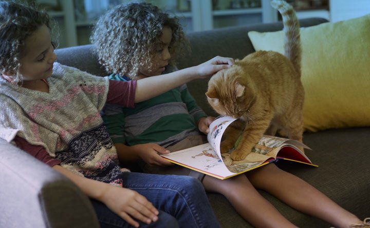 بازی کردن گربه