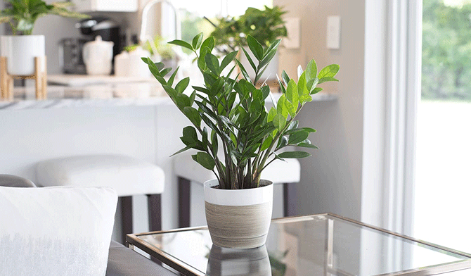 نور مناسب گیاه zz plant یا همان زاموفیلیا