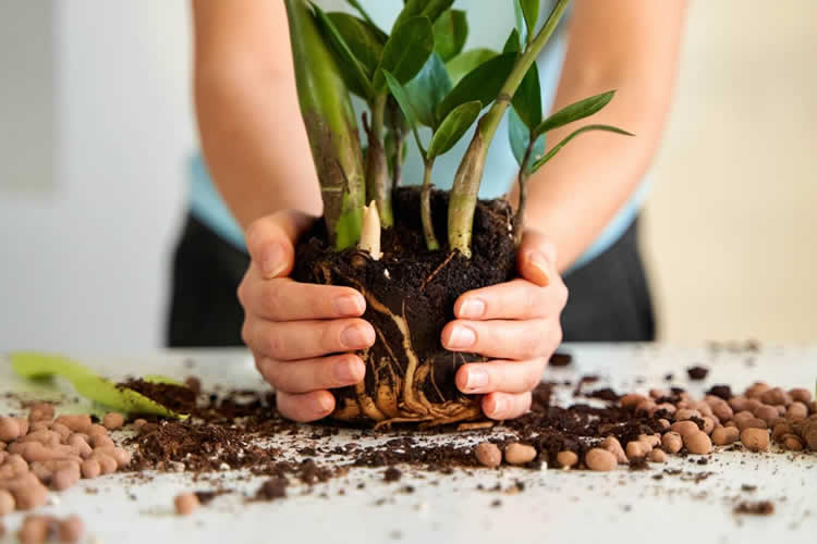 خاک مناسب گیاه زاموفیلیا (زهکشی بالا)