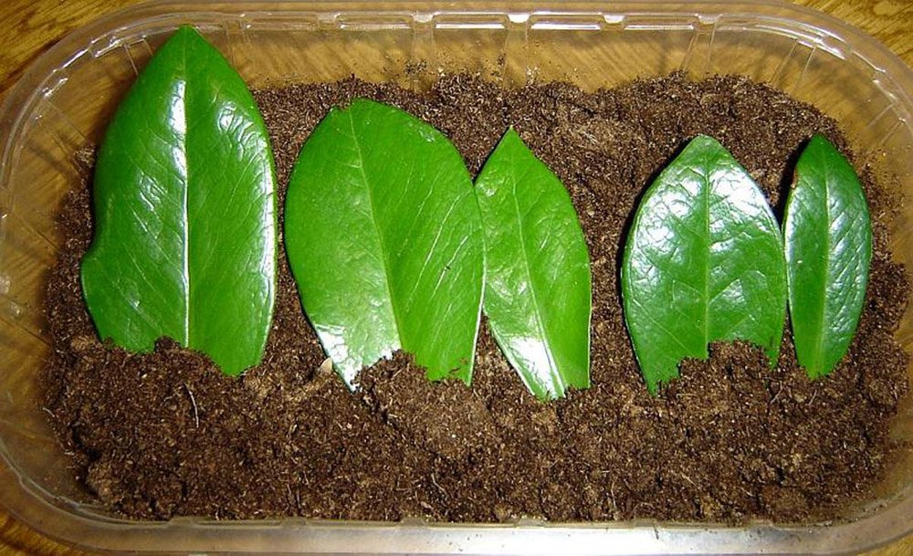 تکثیر گل زاموفیلیا