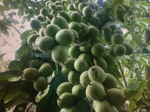 نهال گردو را از نهالستان رکورد دار شمالغرب کشور [برتر نهال] بخواهید