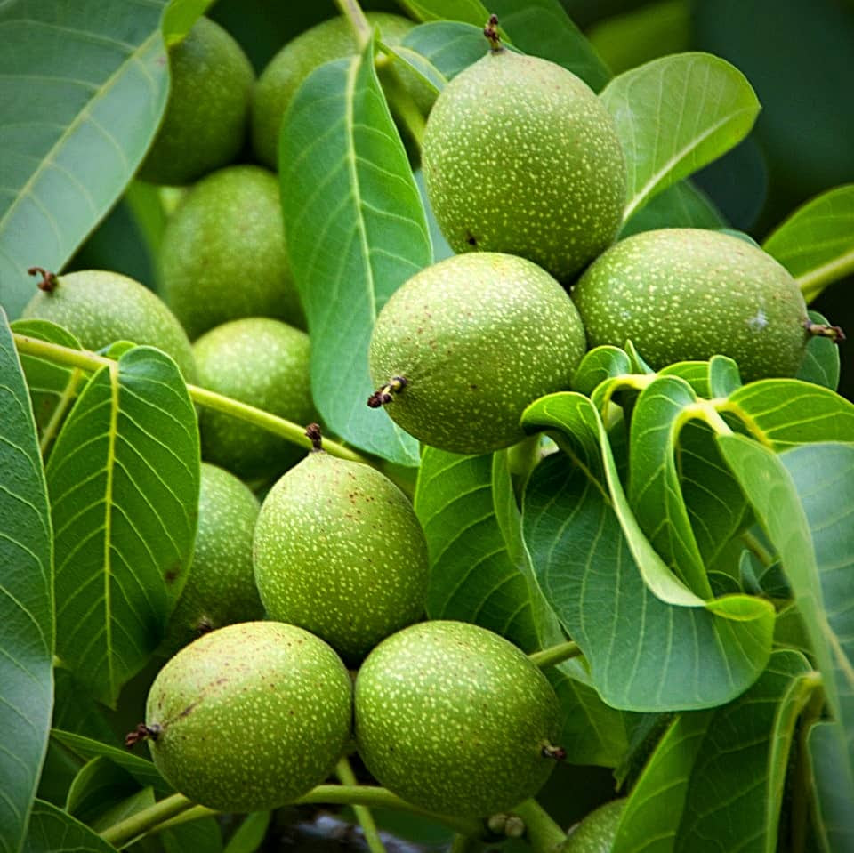 مارماریس، کوش آداسی و ازمیر نوروز کجا برویم؟