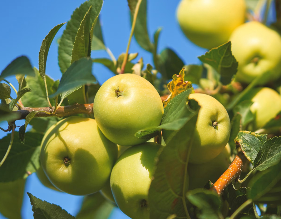 نهال سیب: سرمایه‌گذاری برای آینده